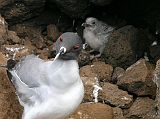 Galapagos 2-1-18 North Seymour Swallow-tailed Gulls Swallow-tailed gulls are endemic to the Galapagos, and are supposedly the only nocturnal gull in the world. Here is a swallow-tailed gull with a baby perched on the cliff edge on North Seymour.
